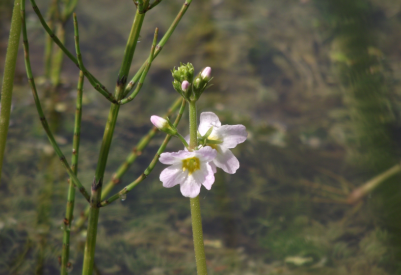 Wasserfeder