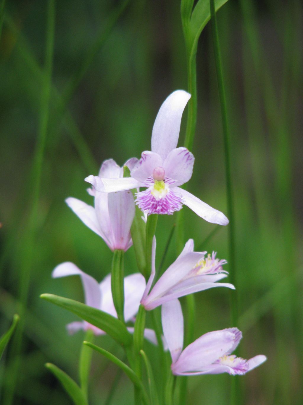 Moor Orchidee