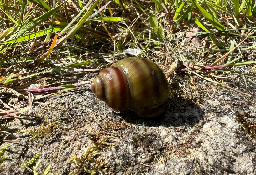 Sumpfdeckelschnecke