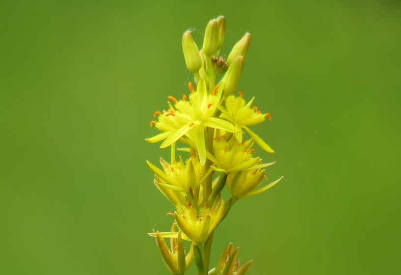 Gelbe Moorlilie