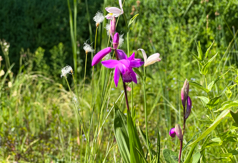 Japan-Orchidee