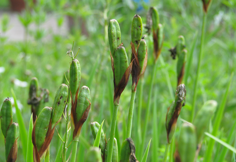 Sibirische Iris