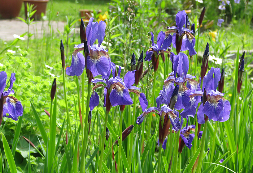 Sibirische Iris