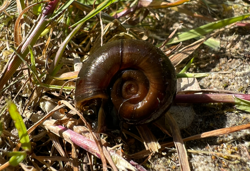 Posthornschnecke