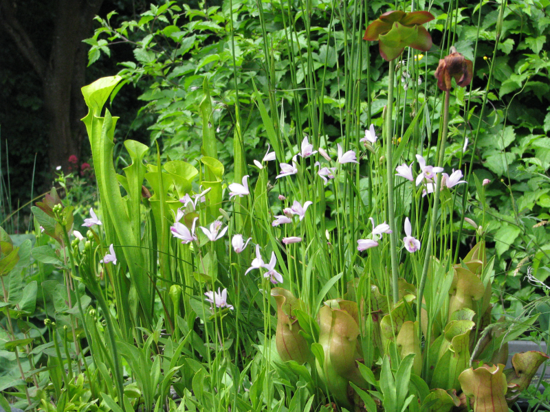 Moorkübel mit Orchideen und Fleischfressenden Pflanzen anlegen
