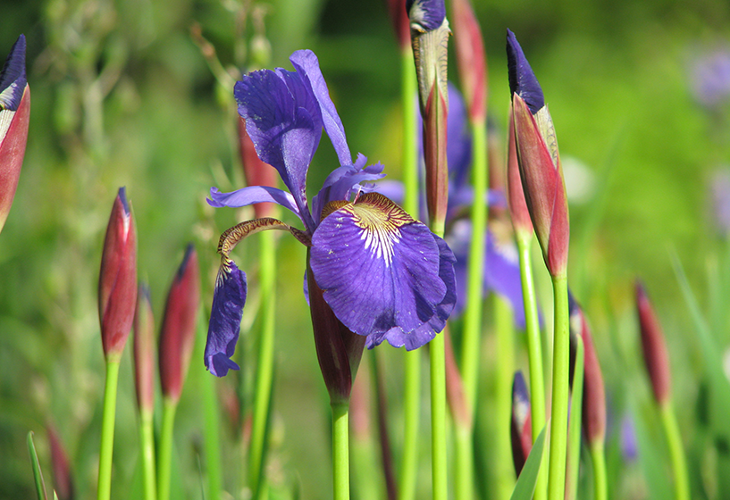 Sibirische Iris