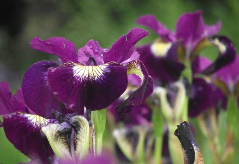 Sibirische Iris Sultans Ruby
