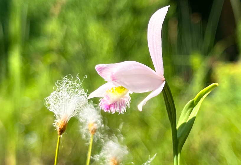 Japan-Orchidee Alba