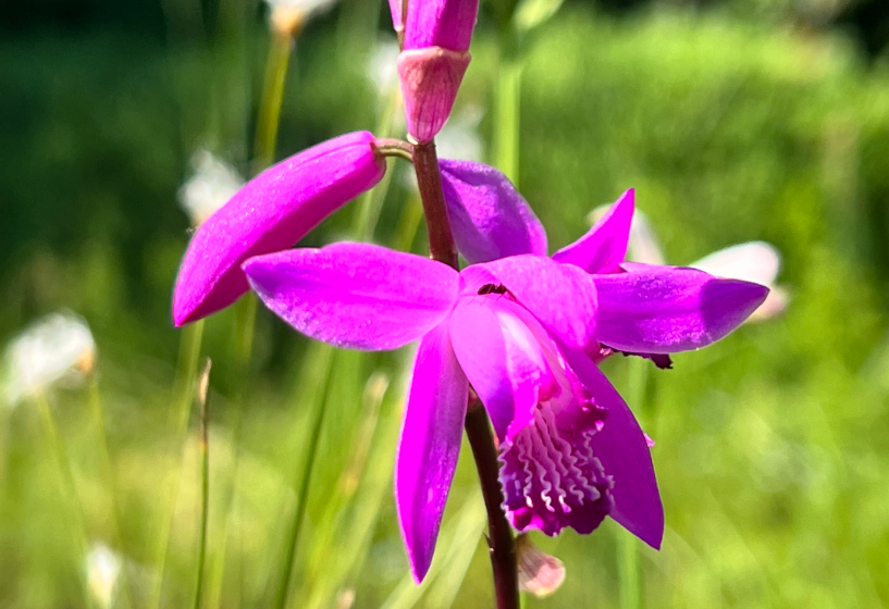 Japan-Orchidee
