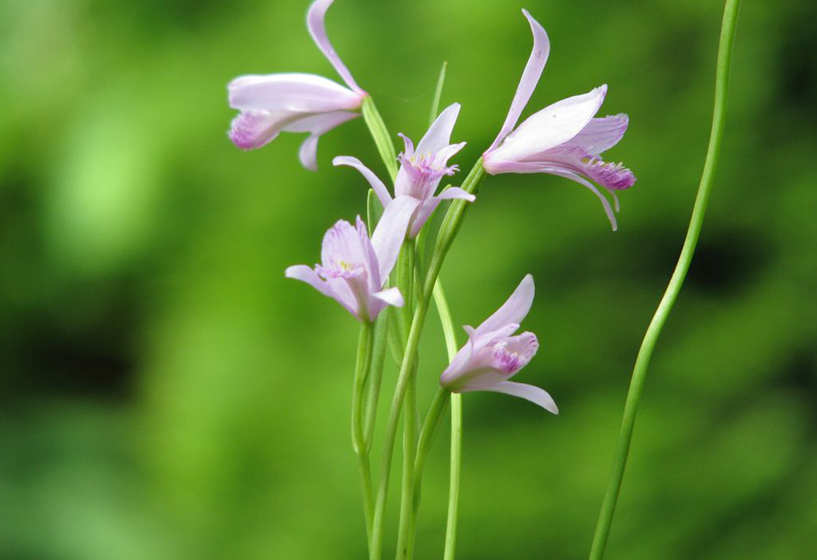 Moor Orchidee