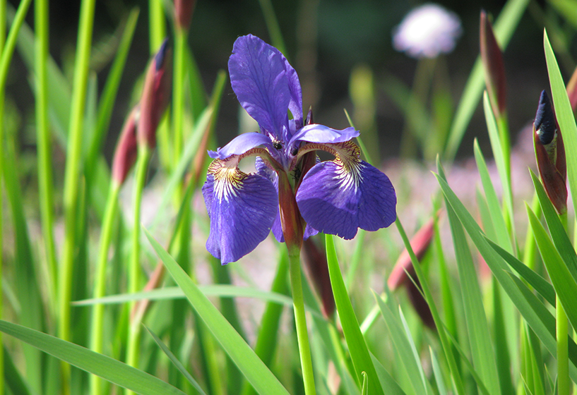 Sibirische Iris