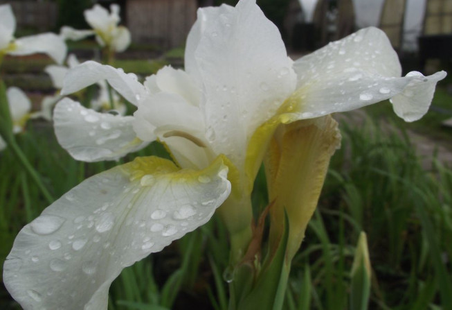 Sibirische Iris Viel Schnee