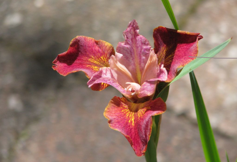 Sibirische Iris Paprikash
