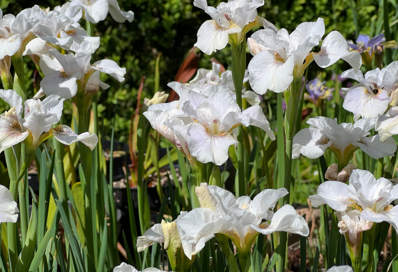 Sibirische Iris Not Quite White